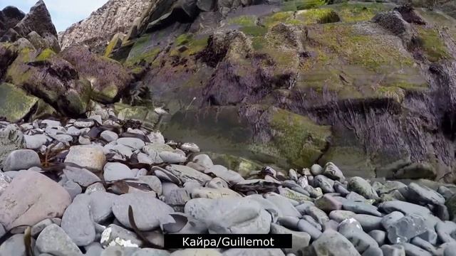 ЖИВОТНЫЕ АРКТИКИ/Animals in Arctic?❄️ смотреть онлайн