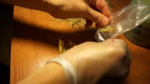 Подготовка к стратификации семян клёна
