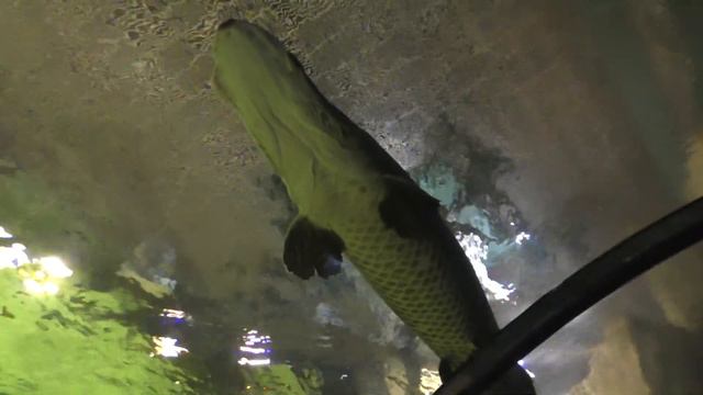 Москвариум 2020_11_28 смотреть онлайн