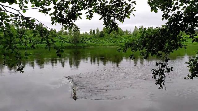Опеченский посад Дендропарк Ушанова Новгородская область. Путешествие по Руси Новгородской смотреть онлайн