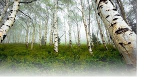 Лес, презентация для школьников, окружающий мир.