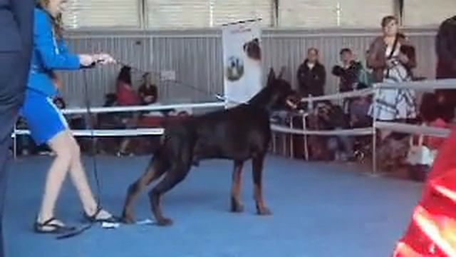 Всероссийкая выставка РФОС Саратов 12.04.14г. Доберманы смотреть онлайн