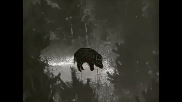 Wild boar - InfiRay Rico 42 RL смотреть онлайн