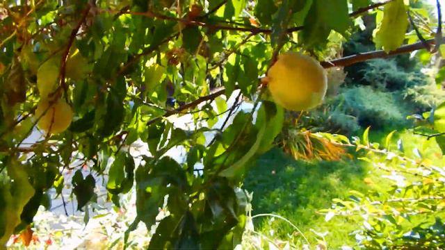 Николь, прудик и окрол..обычный день.. смотреть онлайн