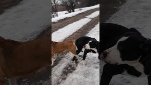 Вязка собак Ам-Стаф.