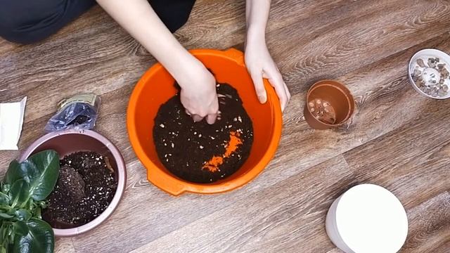 КАЛАНХОЭ ПЕРЕСАДКА. Что делать после покупки смотреть онлайн