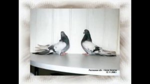 НИКОЛАЕВСКИЕ  ВЫСОКОЛЁТНЫЁ