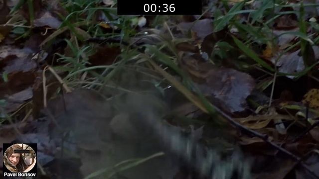 Эксперимент - как долго может дымить гриб дождевик? ВИДЕО How long can smoke Lycoperdon? VIDEO смотреть онлайн