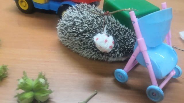 ЁЖИК ПУТЕШЕСТВЕННИК. АФРИКАНСКИЙ ЁЖИК ФУГАС ЦЕЗАРЬ ПЕРВЫЙ ❤️ смотреть онлайн