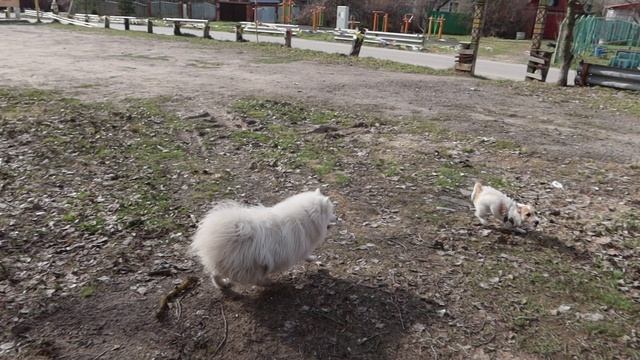 Пробегаем. Собаки: японский шпиц и джек рассел терьер.