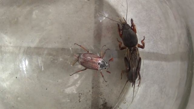 Бой МЕДВЕДКИ и МАЙСКОГО ЖУКА Кто победит? смотреть онлайн