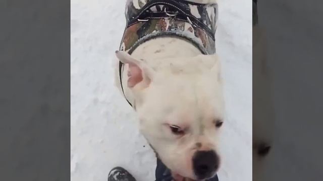мой Хам