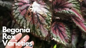 My Begonia Plant Collection (NZ) 2021