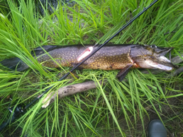 Спиннинг. Щуки на таежной речке. ЩУКА 4.9 КГ.Spinning. Pike on the taiga river. PIKE 4.9 KG..mp4