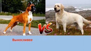 НЕМЕЦКИЙ БОКСЕР VS ЛАБРАДОР
