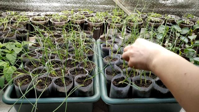 ГИГАНТСКИЙ лук ЭКСИБИШЕН ?Как высадить рассаду ЛУКА и получить большую головку ? смотреть онлайн