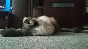 Невская маскарадная кошка делает кусь