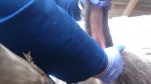 КФХ Бобырин - из какого места берут кровь у коров?