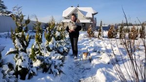 Посадите аллею из хвойных деревьев | Аллея из кипарисовиков Ивонне моя визитная карточка