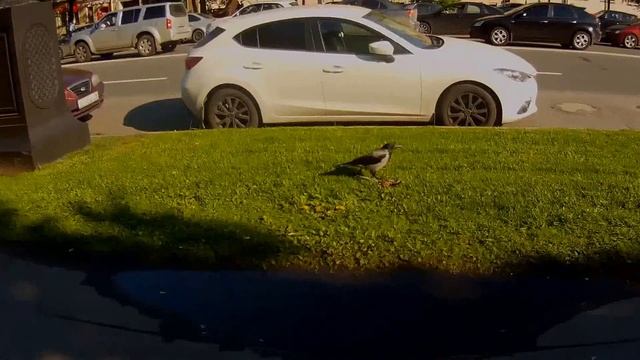 Переезд в Санкт-Петербург/Первые впечатления. смотреть онлайн