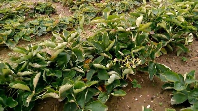 Клубника, сорт Хоней, Ранняя. 21.10.17, цветет. смотреть онлайн