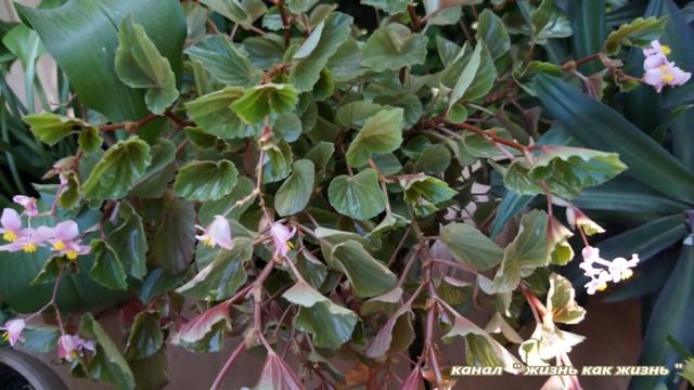 Домашние цветы смотреть онлайн