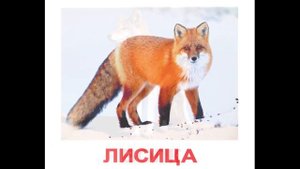 Карточки Домана Дикие животные часть 2