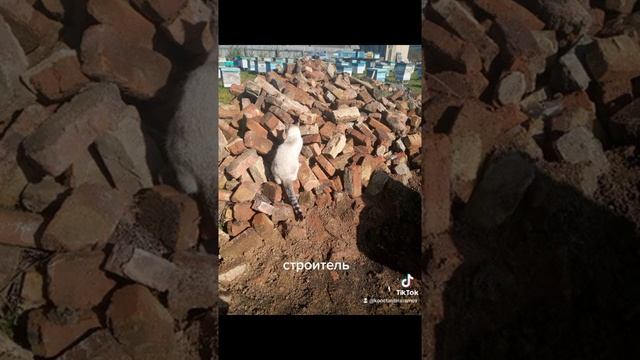 Кот строитель.mp4