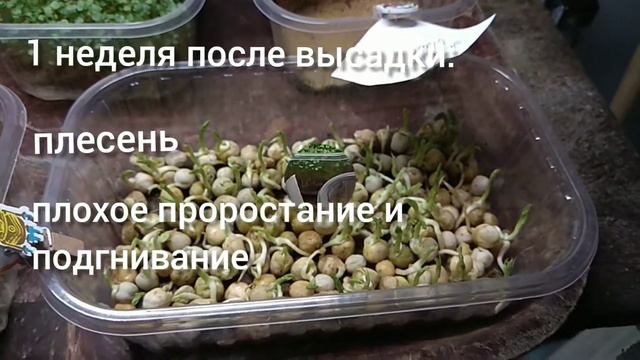 Микрозелень не растет! Часть третья - печальная! смотреть онлайн