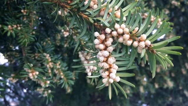 Common Yew (Taxus baccata) - male flowers close up - March 2018 смотреть онлайн