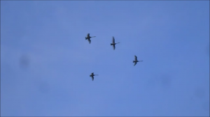 над рекой летели лебеди