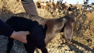 Декабрьский окот гиссарских овец племзавода Хисор. Таджикистан. Анвар Рустемов