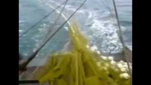 *Промысел хамсы в керченском проливе кошельковым неводом и подрезка ставника*