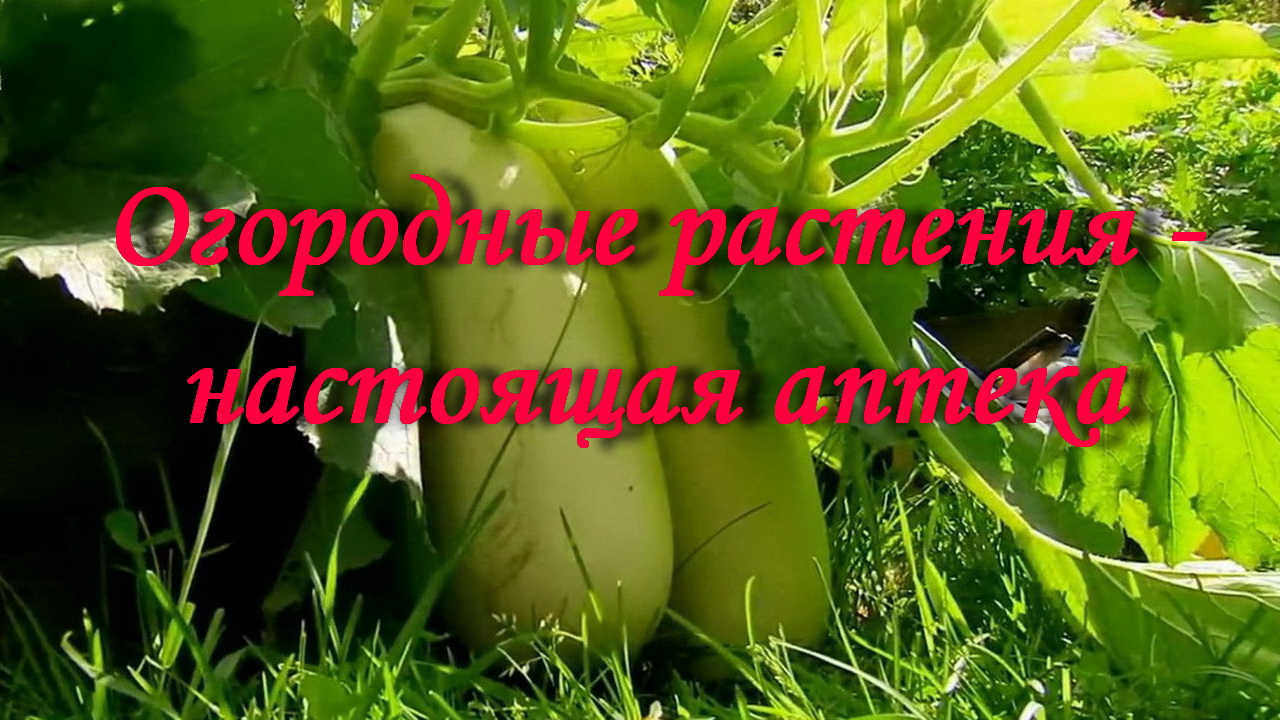 Огородные растения - настоящая аптека
