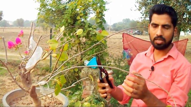 बुगनबेल की कंटाई छंटाई /How to Prune Bougainvillea tree .17 Nov 2017 смотреть онлайн