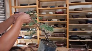 Таймлапс Стилизация Бонсая: Литературный Бонсай (Бунджин Бонсай)