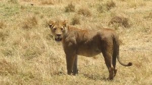 Ngorongoro Crater, Up-close male lion & large pride of lion, Tanzania Honeymoon | TRAVEL VLOG