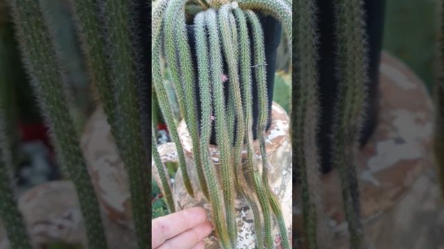 @flowerszoneforever My 4 years old Aporocactus is Blooming for the First Time