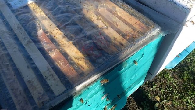 Наступил 2024 год, зимы как не было, так и нет смотреть онлайн