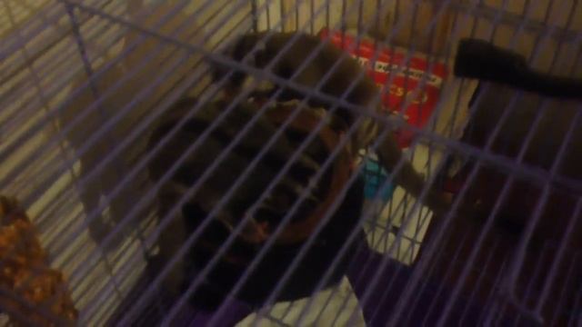 Знакомство опоссумов смотреть онлайн