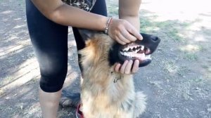 Как правильно показывать зубы на выставке, рассказывает хендлер