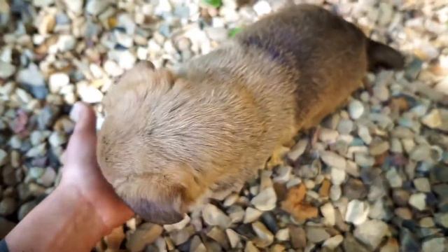 У НАС ЩЕНОЧКИ КАК ЖИВУТ ПАПА МАМА и ДЕТИ породы ВЕЛЬШ КОРГИ КАРДИГАН