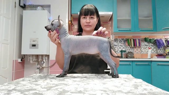 КСОЛОИТЦКУИНТЛИ  КИНИЧ АХАУ ЛИЛИЯ