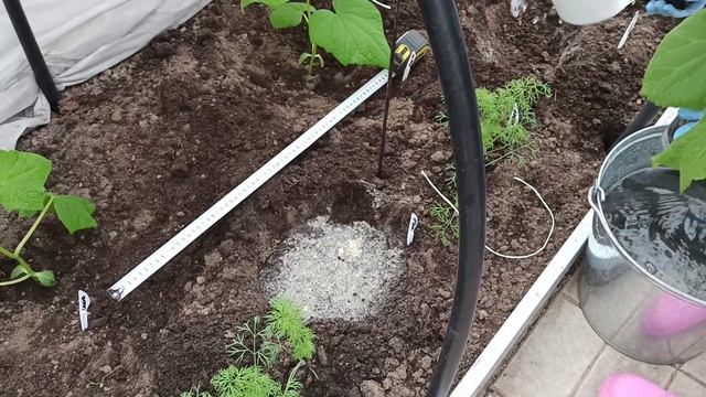 Высадка рассады огурцов в теплицу. смотреть онлайн