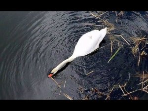 Лебедь-шипун (Cygnus olor) - Mute Swan