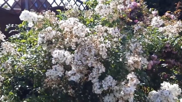 Обрезка высоких шрабов после первого цветения. смотреть онлайн