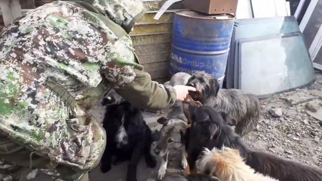 Кто спасет спасителей? Подарки от Petshop.ru! смотреть онлайн