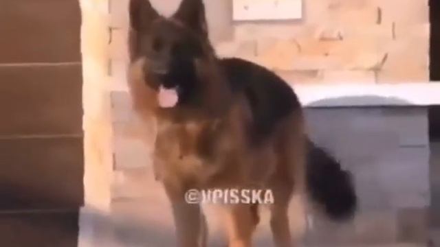 Немецкая овчарка понимает команды только на немецком