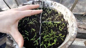 7 день после посадки. Как ухаживать за рассадой,