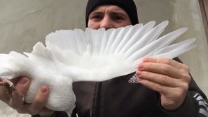 Бакинские голуби белые 12 перые старая кровь обзор